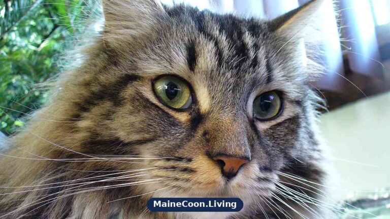 Maine Coon with a thick water resistant coat