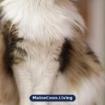 Adult Maine Coon with a thick neck ruff sitting in profile on a cat tree platform, looking to the side