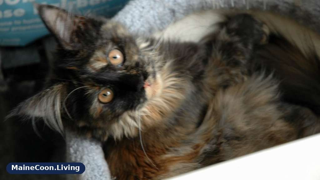 Tortoiseshell Maine Coon kitten with a marbled black and orange coat and tufted ears looking at the camera