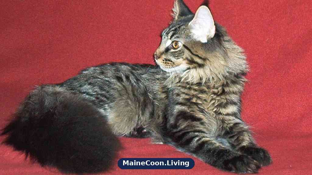 Six month old Maine Coon cat with a thick tabby coat, large paws and tall tufted ears sitting and looking at the camera