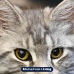 Maine Coon cat portrait