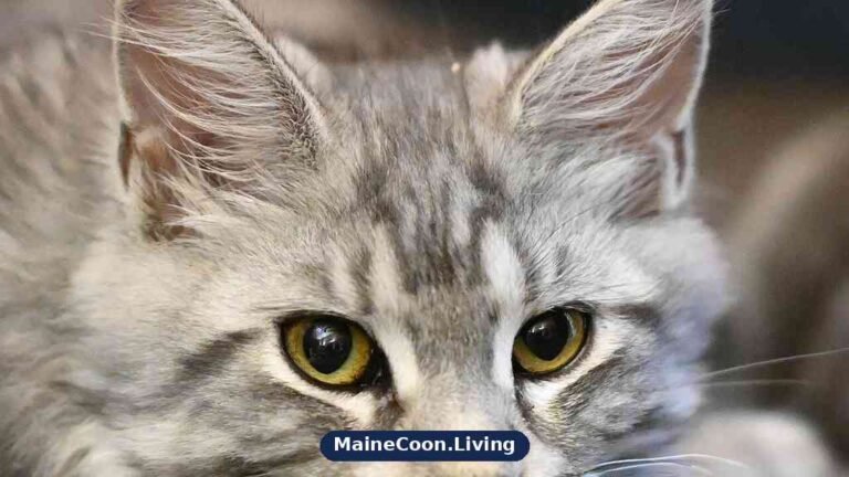 Maine Coon cat portrait