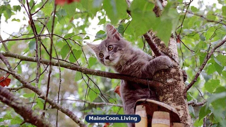 Young tabby kitten clinging to a tree trunk outdoors among leaves