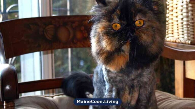 Tortoiseshell Persian cat with a lion cut, body clipped short with a full mane around the head