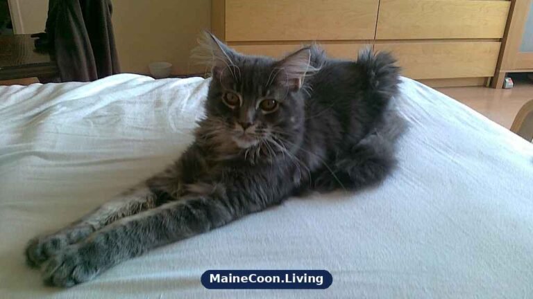 An adult grey smoke Maine Coon with tufted ears and a thick fluffy coat stretched out on a bed