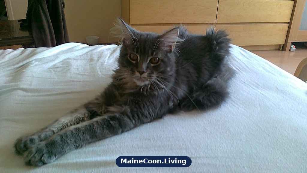 An adult grey smoke Maine Coon with tufted ears and a thick fluffy coat stretched out on a bed