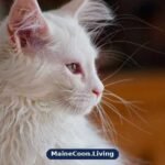 White Maine Coon with a thick pale coat, tall tufted ears and a calm expression sitting and looking at the camera