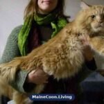 Large red tabby and white Maine Coon held in a woman's arms, its long body stretched out at full length