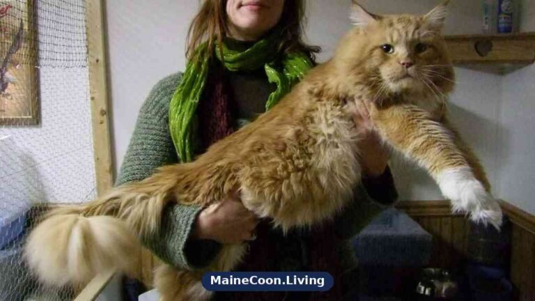 Large red tabby and white Maine Coon held in a woman's arms, its long body stretched out at full length