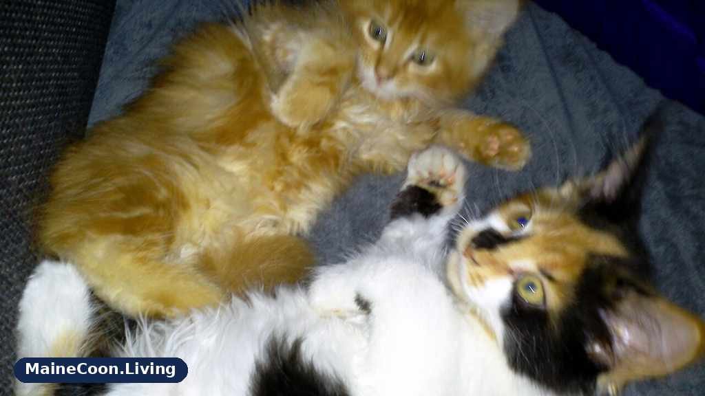 Two Maine Coon kittens lying together at home, a red kitten and a tortoiseshell and white kitten resting paw to paw