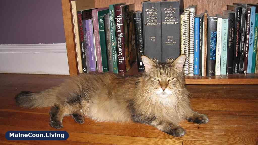 Thirteen-year-old Maine Coon cat