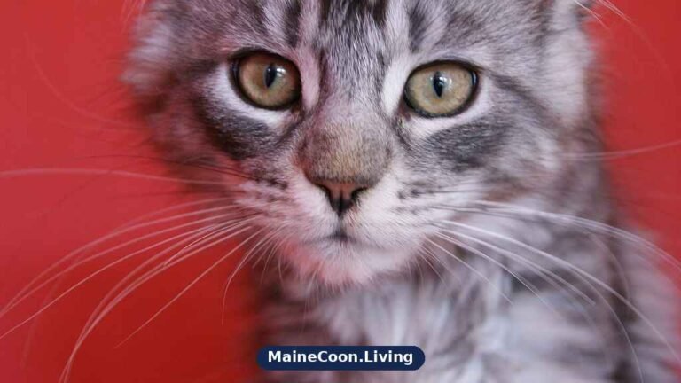 Young silver tabby Maine Coon kitten, one of the two parent breeds of this mix