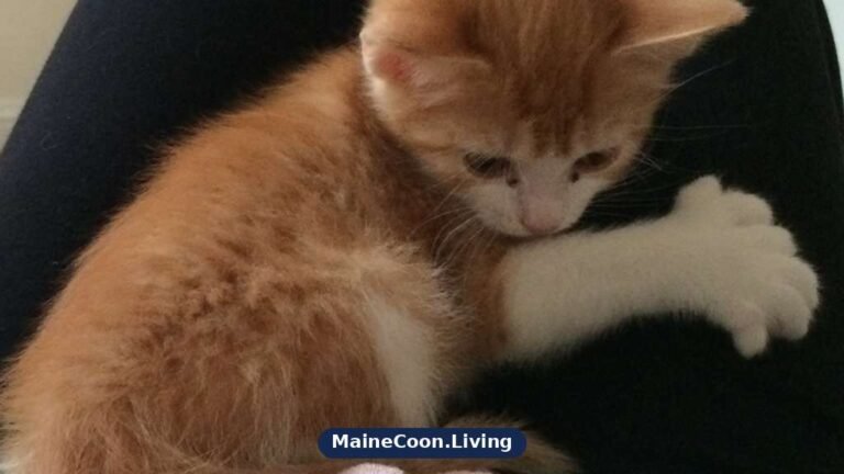 Red tabby Maine Coon kitten with white paws stretching out an extra toed front paw, showing clear orange markings