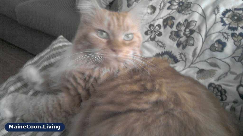 Adult red classic tabby Maine Coon with white markings, broad swirled patterns on its side and a thick orange coat