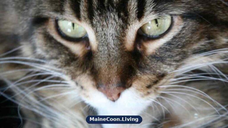 Extreme close-up of a brown tabby Maine Coon's face