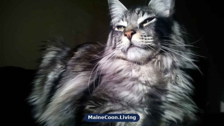 Black silver tabby Maine Coon in sunlight with strong dark markings over a pale silver ground coat