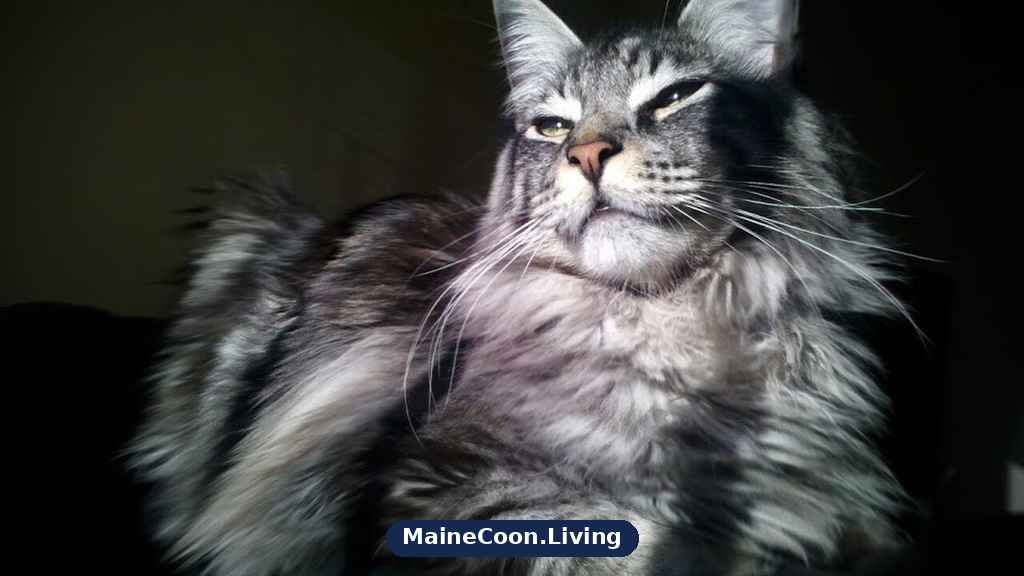 Black silver tabby Maine Coon in sunlight with strong dark markings over a pale silver ground coat